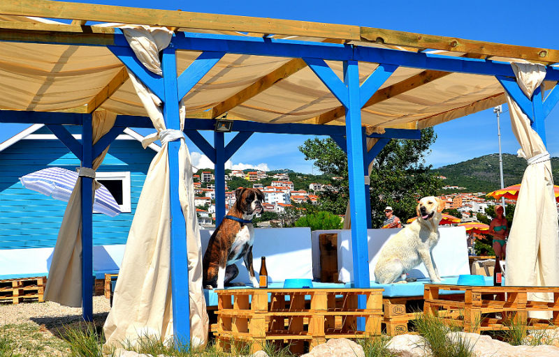 Monty s dog beach Crikvenica 4